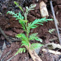 Grevillea