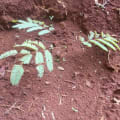 Calliandra