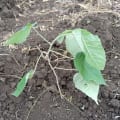 Croton