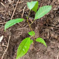 Caoba