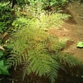 Grevillea