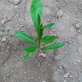Cashew