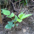 Cambulo