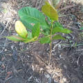 Cashew