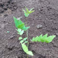 Cedro Rosado