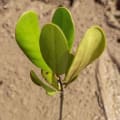 Mangrove Jaune