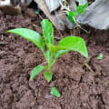 Passion Fruit