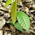 Cacao