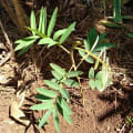 Tefrosia