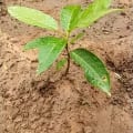 African Mahogany