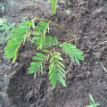 Albizia