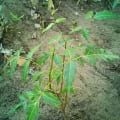 Eva's Tree