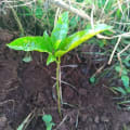 Fruto de la Pasión