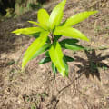 Manguier