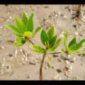 Mangrove