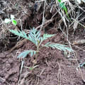 Grevillea