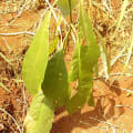 Aguacate
