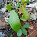 Cacao