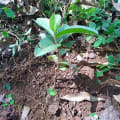 Guava