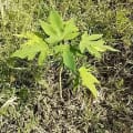 Papaya