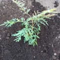 Grevillea