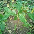 FraGio