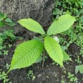 Cacao