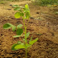Moringa