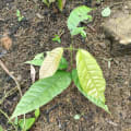 Cacaotier