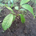 Cacao