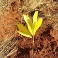 Acacia Mangium
