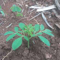 Moringa