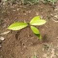 Cacao