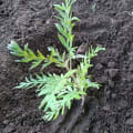 Grevillea