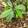 Cacao