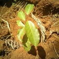 Ciliegio Africano
