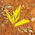 Acacia Mangium
