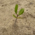 White Mangrove