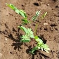 Calliandra