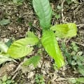 Cacao