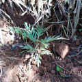 Grevillea