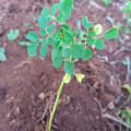 Moringa