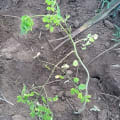 Moringa