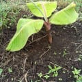 Banane