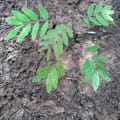 Cassia