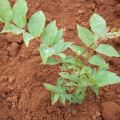 Cèdre Rose