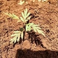 Emallo2