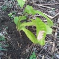 Cacao