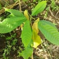 Cacao
