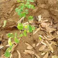 Moringa